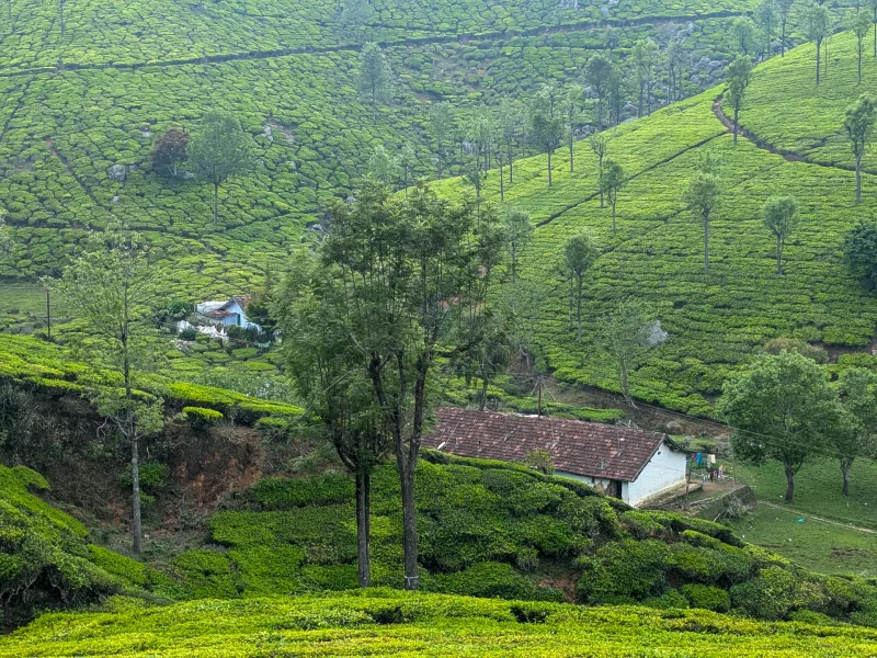 A Journey Through the Nilgiris with Hushstays: From Coimbatore to Wayanad | Nilgiris Roadtrip