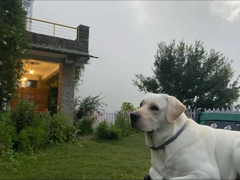 Tails of Adventure: 07 Pet-Friendly Properties within 07 hours from Delhi